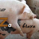 brav Za brava
